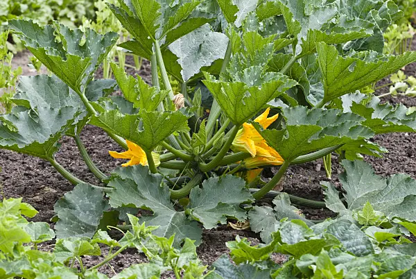 511329 - Zucchini (Cucurbita pepo convar. giromontiina)