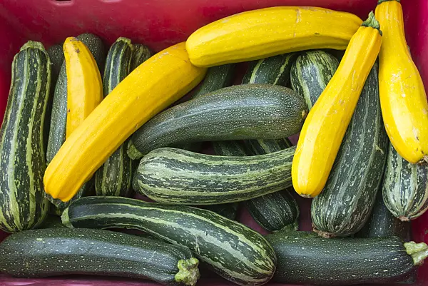 595016 - Zucchini (Cucurbita pepo convar. giromontiina)