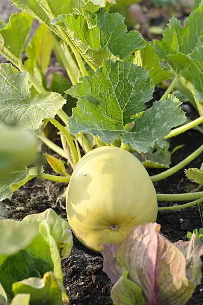 474239 - Zucchini (Cucurbita pepo convar. giromontiina 'Diamant')