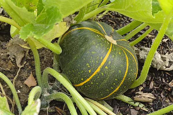 487215 - Zucchini (Cucurbita pepo convar. giromontiina 'Eight Ball')