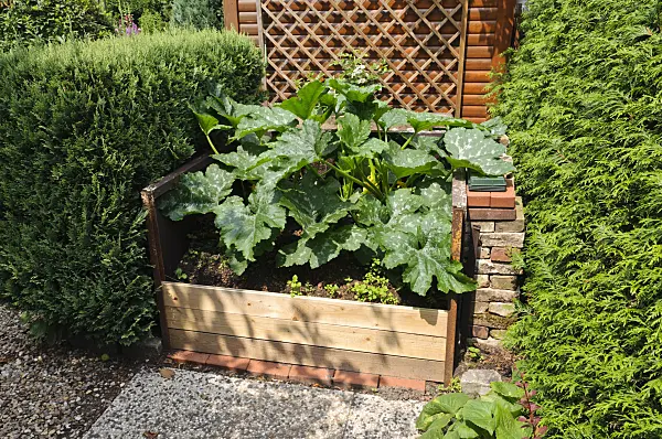 474082 - Zucchini (Cucurbita pepo convar. giromontiina) in a raised bed