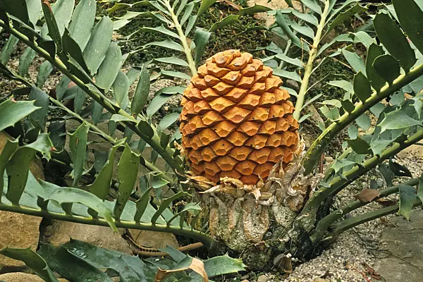 375057 - Zululand cycad (Encephalartos ferox) with female cone