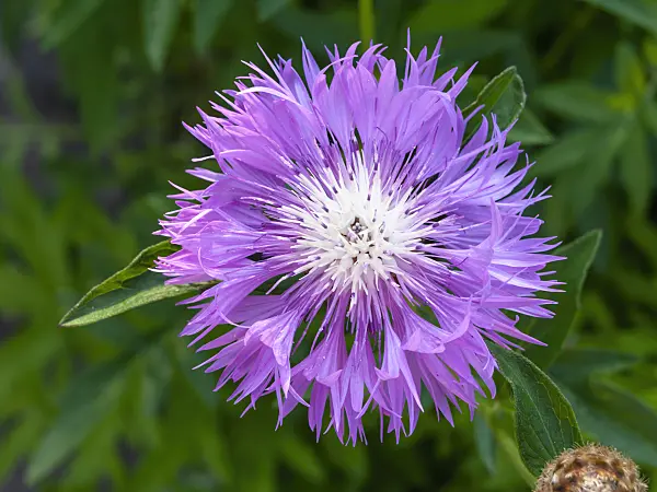 438221 - Zweifarbige Flockenblume (Centaurea dealbata)