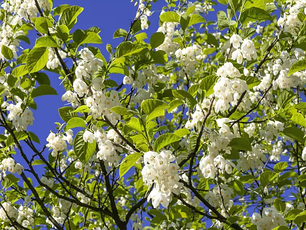 438018 - Zweiflügeliger Schneeglöckchenbaum (Halesia diptera)
