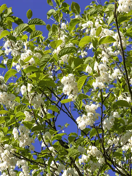 438019 - Zweiflügeliger Schneeglöckchenbaum (Halesia diptera)