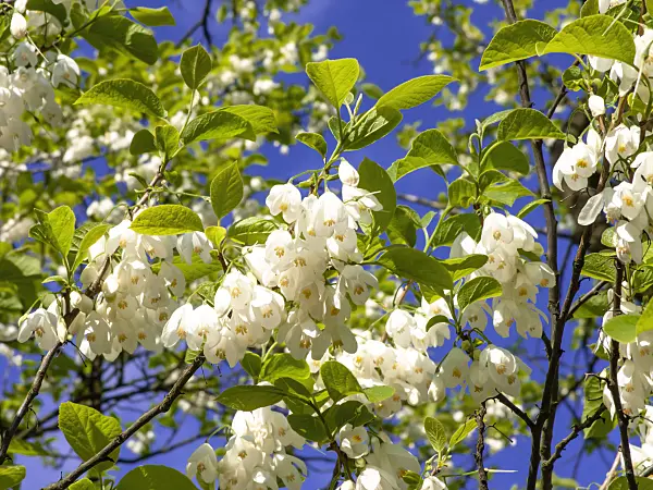 438020 - Zweiflügeliger Schneeglöckchenbaum (Halesia diptera)