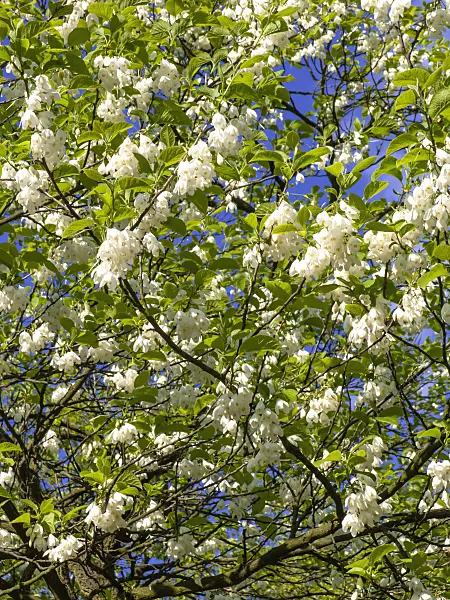 438021 - Zweiflügeliger Schneeglöckchenbaum (Halesia diptera)