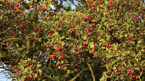 499119 - Zweigriffliger Weißdorn (Crataegus laevigata)