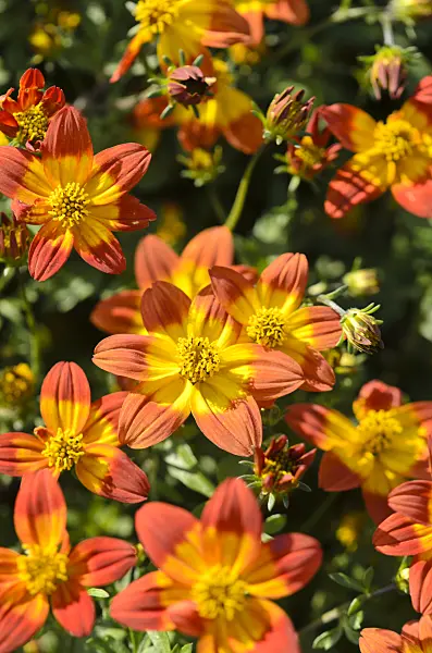 571065 - Zweizahn (Bidens ferulifolia 'Blazing Glory')