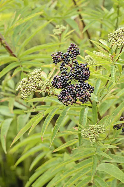 535142 - Zwergholunder (Sambucus ebulus)