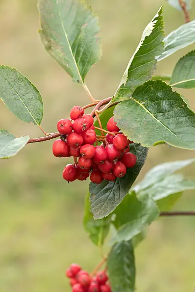 664433 - Zwergmehlbeere (Sorbus chamaemespilus)