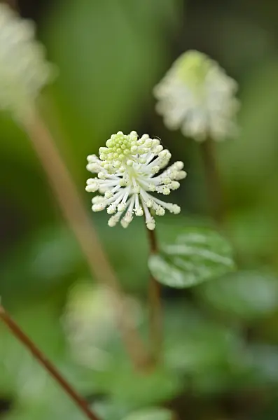 522012 - Zwergpfeffer (Peperomia fraseri)