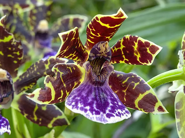 443087 - Zygopetalum