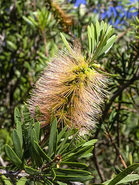 455383 - Zylinderputzer (Callistemon Bronze Wing)
