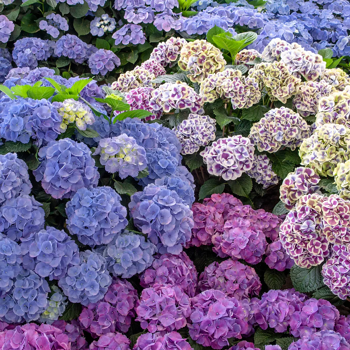 426020 - Big-leaved hydrangea (Hydrangea macrophylla)