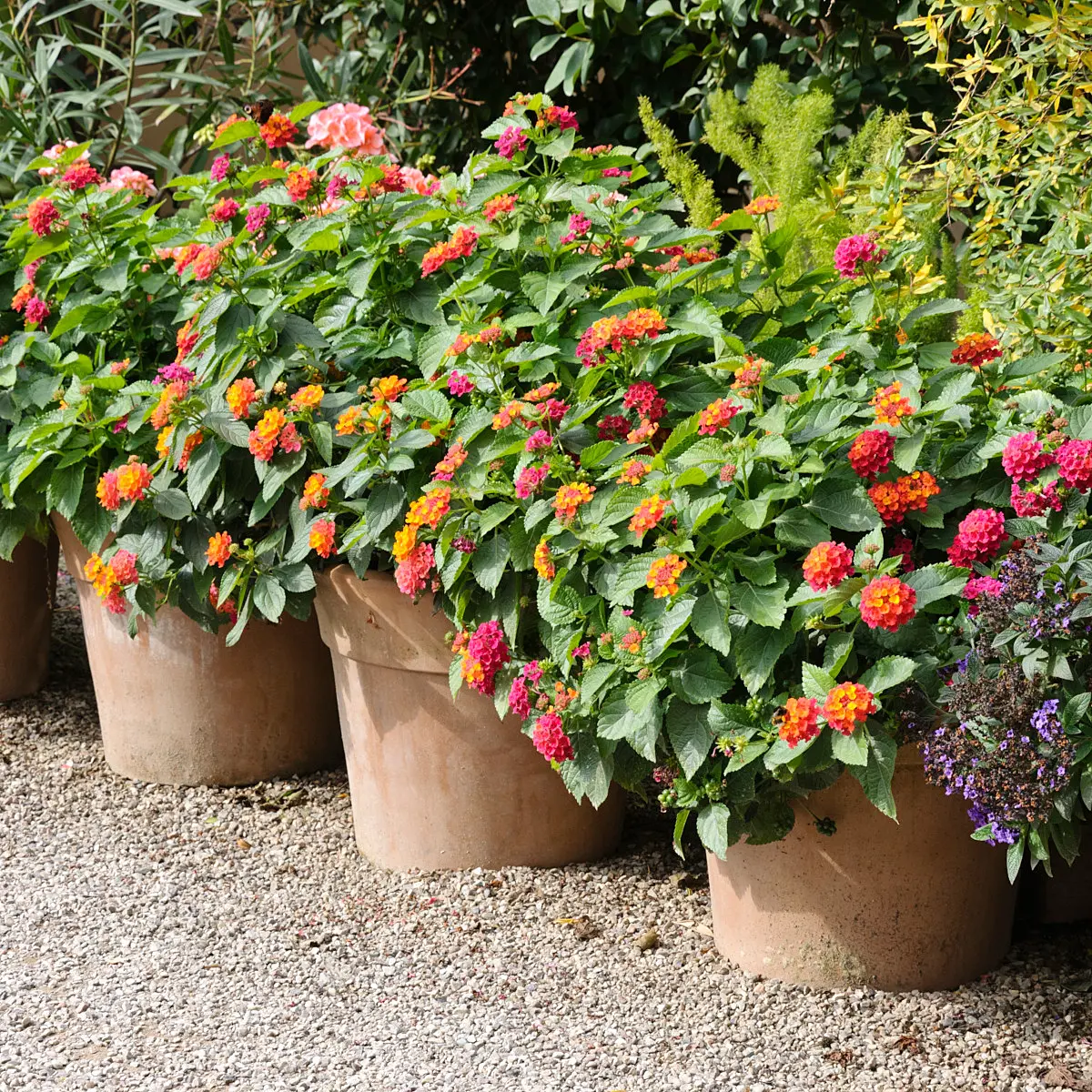 476207 - West Indian lantana (Lantana camara)