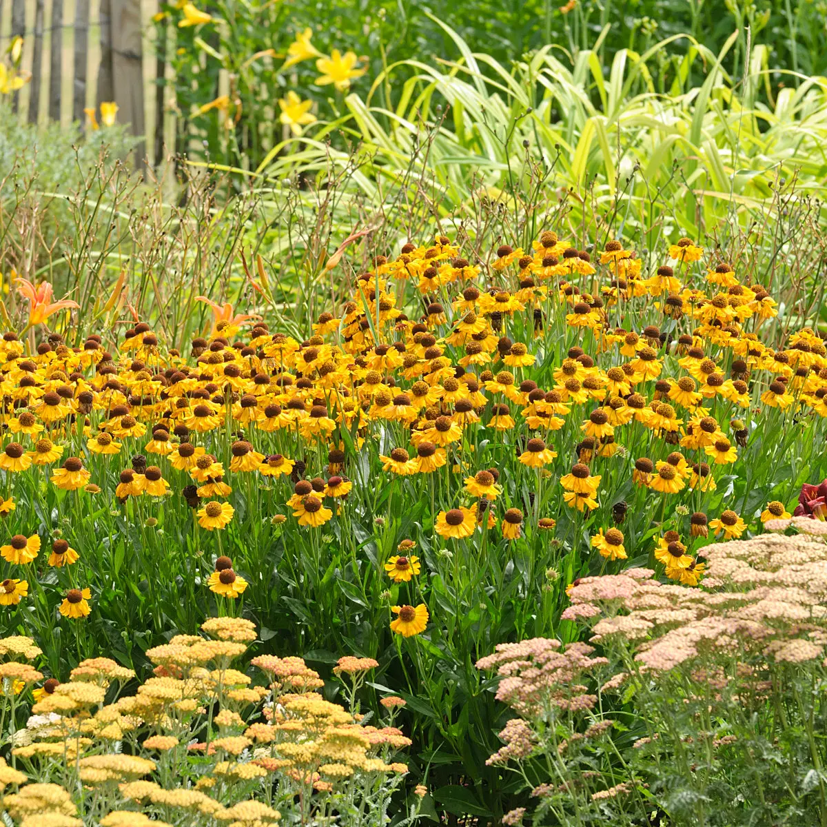 486177 - Sneezeweeds (Helenium) and yarrows (Achillea)