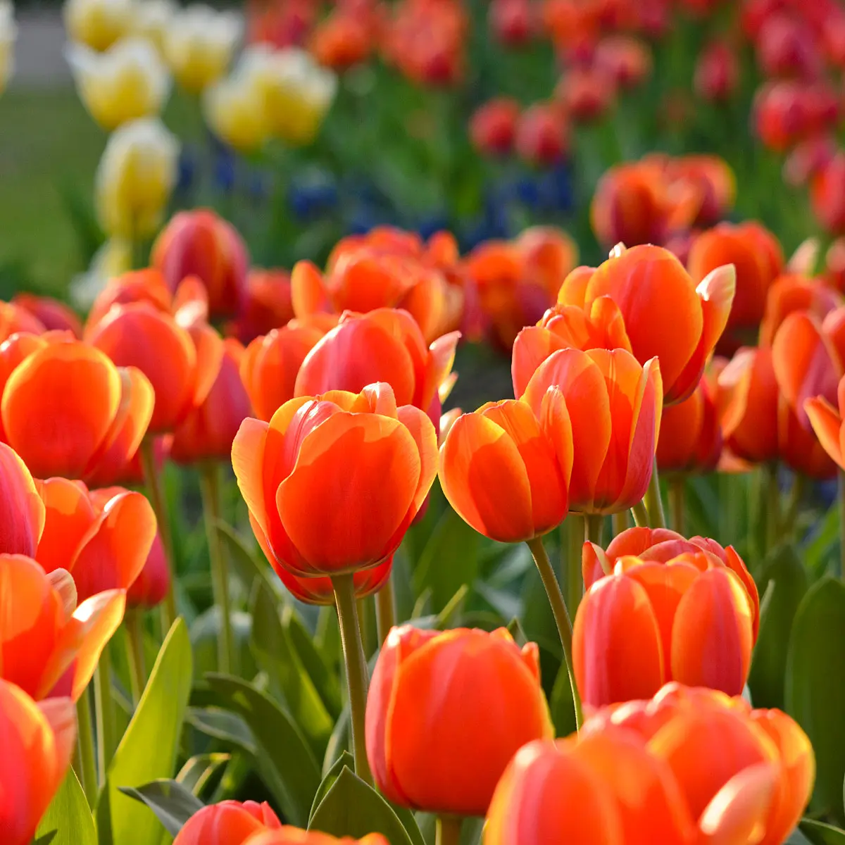 520060 - Darwin tulip (Tulipa Ad Rem)